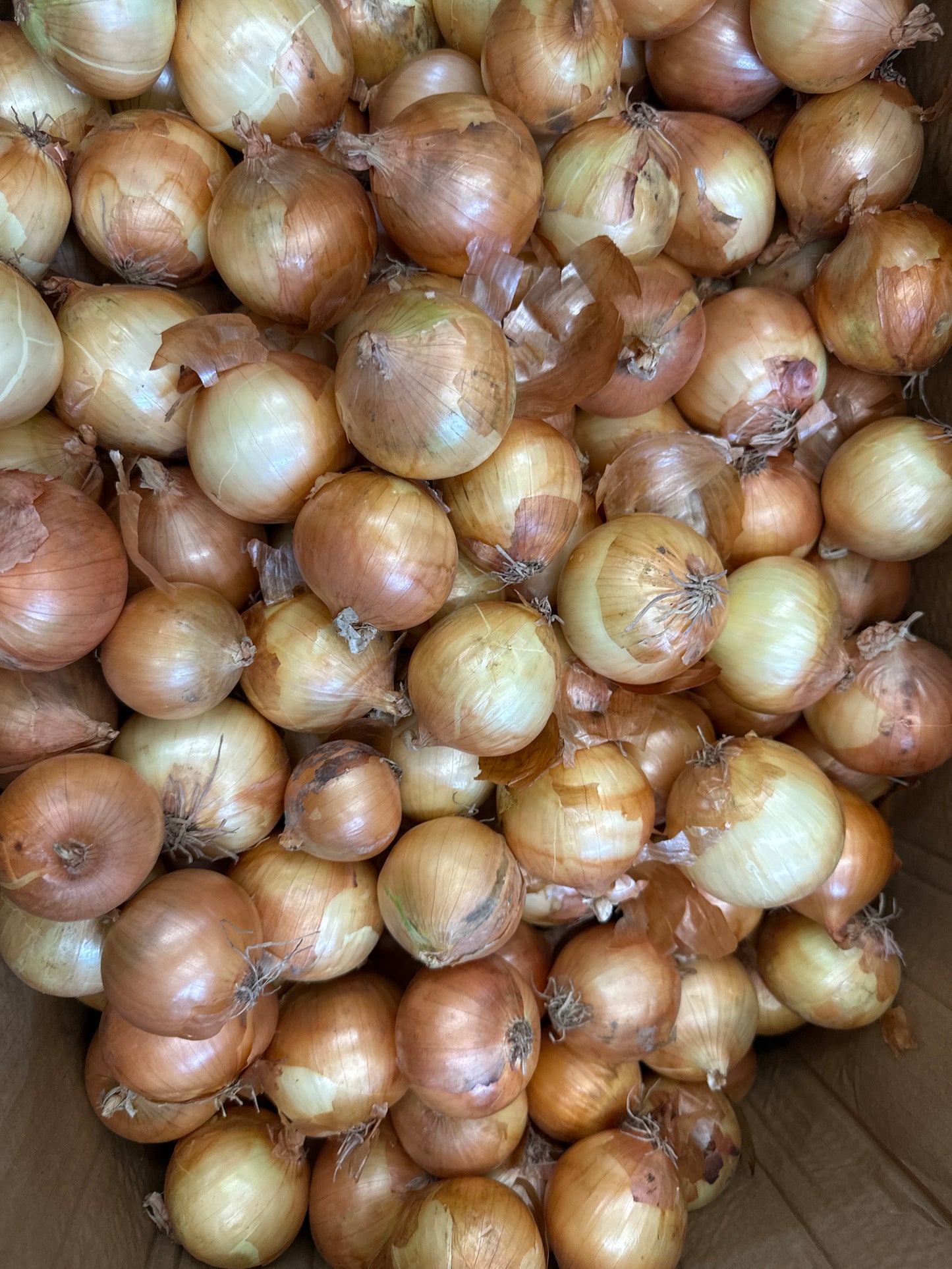 Onion 1kg