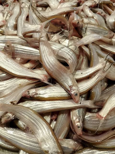 Kajoli Fish 250gm