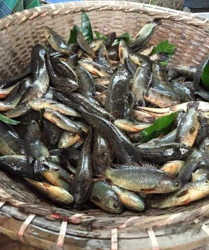 Deshi Koi 1packet