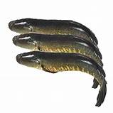 Deshi Shoil 1kg