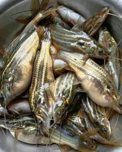 Deshi Tengra 1packet