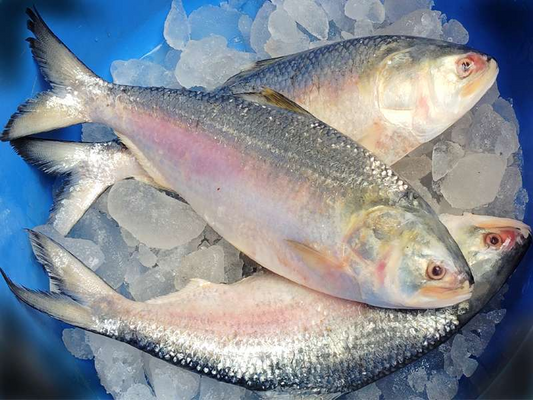 Hilsha Fish 1000gm-1500gm