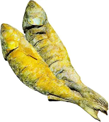 Salty Hilsha Fish Dry (single) 1piece